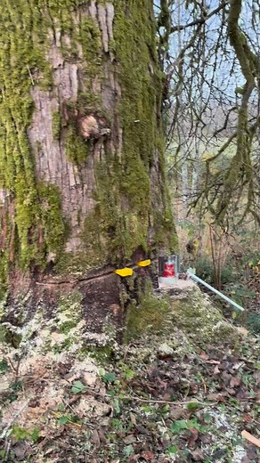 Judd Tree Service on Reels
