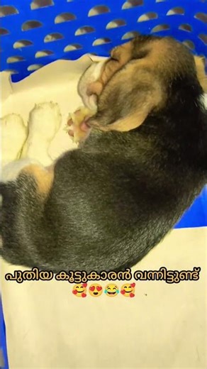 ചക്കര വന്ന ക്ഷീണത്തിൽ ഉറങ്ങുകയാണ് #shorts #puppy #viral