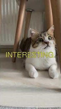 The Secret Life of a Clowder of Cats Did you know a group of cats is called a clowder...