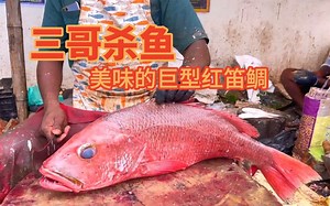 三哥杀鱼，美味的巨型红笛鲷
