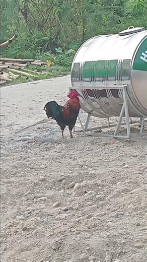 chickern