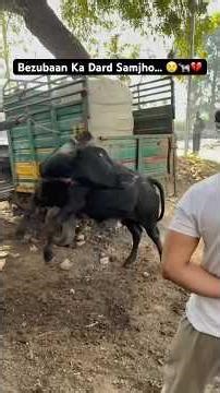 Gaumata Ka Gala Kat Diya… Insaniyat Mar Gayi 😭💔#gaumata #love#animals #humanity#helping#viralvideo