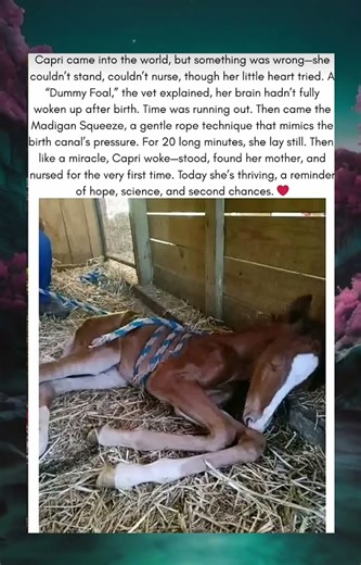 Capri the “Dummy Foal” Couldn’t Stand or Nurse – Then Came a Miracle ❤️