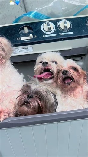 4 Wet Dogs vs. 1 Washing Machine! #shortvideo #viral #pets #dog #dogshorts #petshub #puppylove