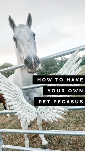 🦄🪽follow these simple steps to have your own Pegasus! 🪽pick up our indoor/outdoor metal wings from @qvc 🪽use some handy dandy zip-ties 🪽attach to your gate 🪽deal with your horse’s sarcasm 🪽voilà🪄🪄🪄 your own magical pegasus! | Junk Gypsy Company
