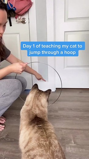 Teaching My Siamese Cat New Tricks: Jump Through a Hoop Tutorial