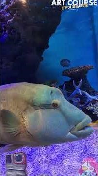 水族館でこの画質、旧モデル｜Ace Pro
