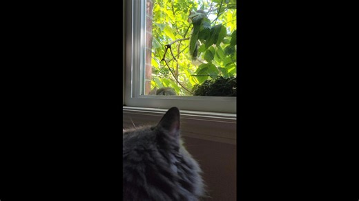 Squirrels Play On A Branch While Cat Watches