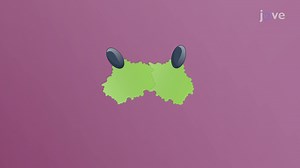 Video: Types of Receptors: Internal Receptors