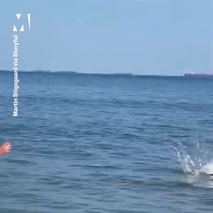 This person saw a small shark struggling at his local beach, so he gave it a helping hand 🦈 | Metro