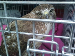 Injured Red-Tailed Hawk Struggles to Recover