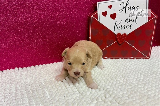 Harper - Havapoo Puppy 19D2D9