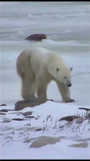Strolling Polar Bear Hudson Bay 🐻‍❄️ 🇨🇦