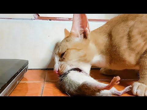 OMG!! my cat eating mice she bring this from outside in to my room it's her favorite dinner the most