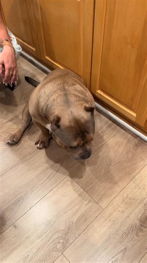 does anyone else’s dog sing along to happy birthday #americanbullyofficial #doggie #americanbully #doggo #bully | Bugsy The Bully