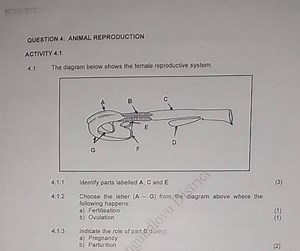 QUESTION 4: ANIMAL REPRODUCTIONACTIVITY 4.14.1 The diagram be... | Filo