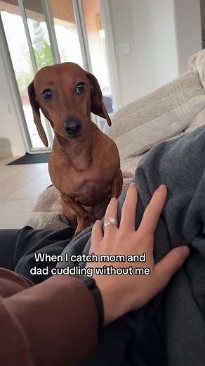 Henry's Pocket Dachshund - Cuddling With Mama