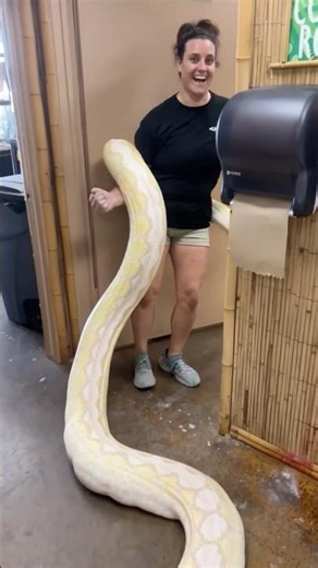 Talk about a heavy responsibility!😳 These reticulated pythons are giants 🐍