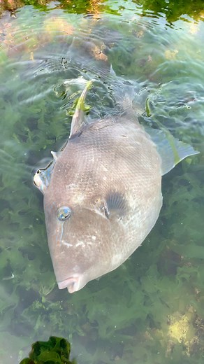 940K views · 6.7K reactions | #conger #bigfish #fish #reelsviralシ #viralreels #photography #nature #beachvibes #fishing | Ben Mouloud_vlogs | Facebook