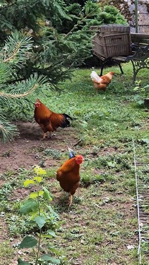 Happy Chicken in the spring garden #shorts #chicken #chickensound