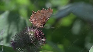 Comma Butterfly (Polygonia c-album) feeding on a Burdock (Arctium minus) flower., opening and closing its wings before flying away. July, Kent, UK [Slow motion x5]