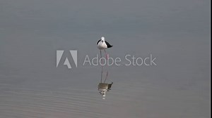Black-winged stilt standing in shallow waters of a lake and scratching it's head