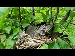 American Robin Nest Building