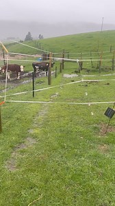 So I decided to put the wool lined Zeberdee Equine 1200dn no fill rug to the test. We had about 50ml of rain over night. I honestly didn’t expect it to hold up to that. But it did. I’m super impressed! (I purchased this rug! So not spon. Just an honest review of a product that works) you can check out their products here https://www.zeberdee.co.nz/ | That Dickhead Harley