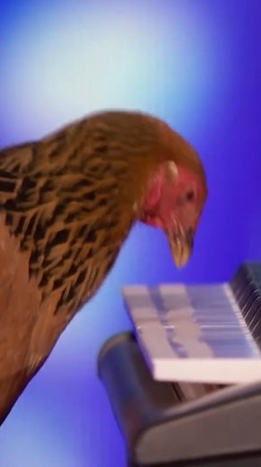 The Smartest Chicken In The World?! 🐔 #americasgottalent #AGT #animalsofinstagram #cleveranimals #talentedanimals #animalacts #animalsauditions | Got Talent Global