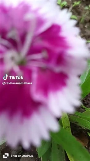 Mishan M Xettry (@mishan.mahara)’s videos with original sound - Mishan M Xettry