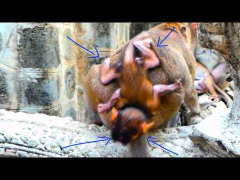 Oh god! Monkey mother not pay any attention with the baby
