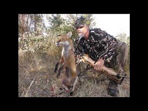 Hunting foxes with a recurve bow