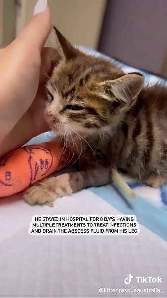 We love you so much angel ❤️ #kittenrescue #kittens #rescuekitten #animalrescue #catrescue #adoptdontshop #kittenlove #rescuecat #animalslivesmatter #kittenslivesmatter #kitten #catlovers #cat #kittenslivesmatter #kittenfosters #kittenfostermom #kittenfosterlife