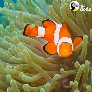 14M views · 326K reactions | Mira cuando estos peces payaso nacen y les crecen sus primeras rayas 李懶 | El Dodo | Facebook