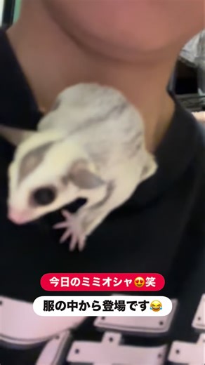 フクモモBASEファーム on Instagram: "皆様✨お疲れ様です🙇‍♀️😊 今日のミミオシャは服の中から登場です😂 ベビちゃん情報は明日になります✨🙏 #フクロモモンガ #ミミオシャ #小さな天使 #フクモモマーチ #フクモモbaseファーム"