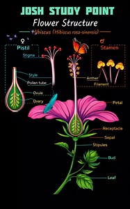 From colorful petals to the powerful pistil and stamen, every part works together for reproduction. Stigma receives. Anther releases. Ovary protects. Understand the structure, master plant reproduction. 🌿📚 Biology becomes simple when you decode the design. #FlowerAnatomy #FlowerStructure #PlantReproduction #BotanyNotes #BiologyDiagram #NEETBiology | Josh Study point
