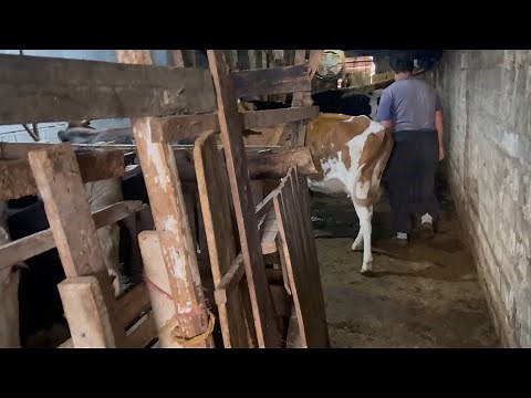 How a farmer prepares cow feed: From the preparation steps to essential livestock nutrition tips