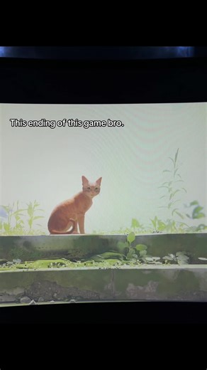 Emotional Ending of Stray Game Gameplay