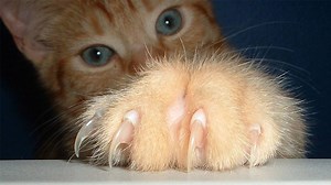 Cat Declawing: The Painful Truth