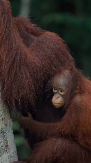Exploring Bukit Lawang's Wildlife and Orangutans
