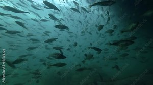 Large school of Cod fish floats in shallow water on shore zone, Slow motion, Close-up, the Black cod fish or Smallscaled Cod (Notothenia microlepidota) at spawning run