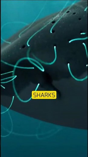 How do sharks detect movement from far away