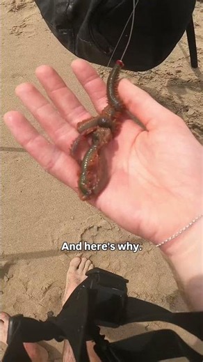 Is Ragworm the Best Bait? 🪱🎣🐟 Sea Fishing Ireland #fishing #sea #fish #ireland #bait #nature #wild