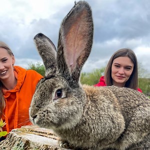 720K views · 9K reactions | Delicious Rabbit in the Furnace! | Fast Cooking | Facebook