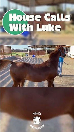 Mastering aggressive horse handling starts with the right techniques and a calm, confident approach.