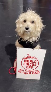 20 reactions | Happy 15th annual World Circus Day from Circus...