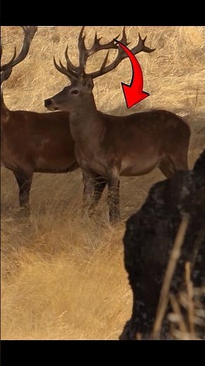 🦌 Cervo gigante avvistato nella foresta! | Perfect Shot 2026#cervo #deer #hunting#caccia