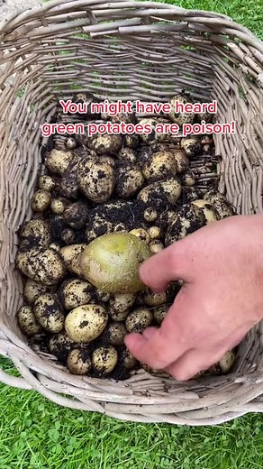 874K views · 10K reactions | 159_Are green potatoes safe to eat, or are they poison potato #planttips #orchid #plants #eco #foryou #reelsfb #viral #garden #lifehack #foryou #diy #recycle | TheGarden | Facebook