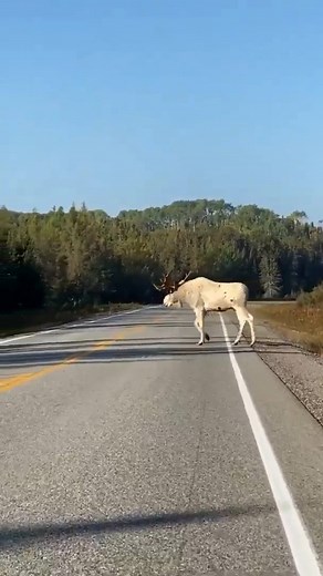 43K views · 205 reactions | Have you ever seen any big game albino animals in the wild? I saw an albino elk once, it was an awesome sight, but this big old moose has got it beat! • • • •  credit: @canadawideevents #albinoanimals #albino #moose #bullmoose #rareanimals #moosepaddle #biggamenation | Big Game Nation | Facebook