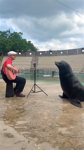 Son soupir à la fin 😭❤️‍🩹 🎛️ Mix par Robthedrums Merci au Zoo d’Amnéville pour l’accueil #animaux #animals #sealion | Plumes